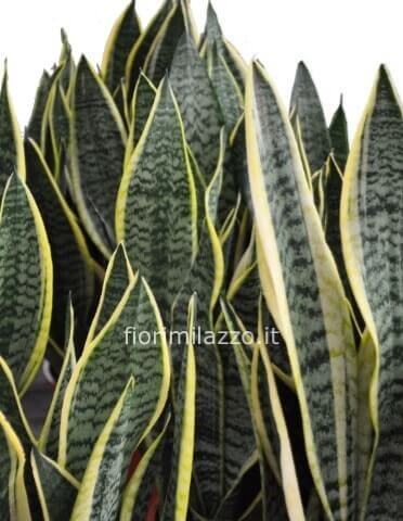 Pianta di sansevieria h. 50