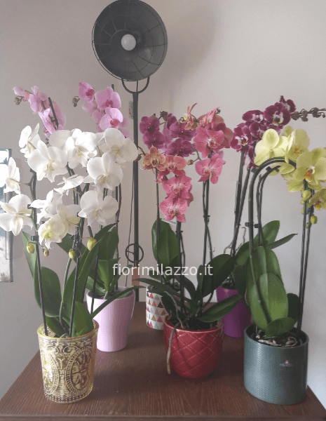 Pianta di Phaleonopsis con vaso , diversi colori secondo disponibilita